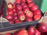 Польские яблоки оптом - photo 1