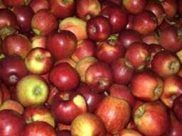 Польские яблоки разных сортов от производителя