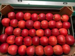 Польское яблоко от производителя La-Sad