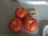 Помидоры - фото 2