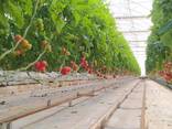 Помидоры из Туркменистана - photo 3