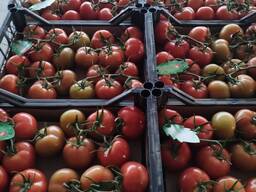 Помидоры оптом