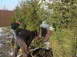 Поставка и посадка саженцев деревьев хвойных пород - фото 3