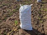 Продаем картофель сорт (Коломбо, гала) - фото 2