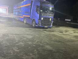 Продаем крупный рогатый скот с Европы