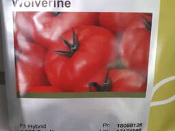 Продаем семена томатов Сингента .