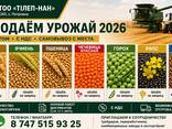 Продаем урожай 2026г овес, ячмень, пшеница, чечевица красная, горох, лен, рапс - фото 1