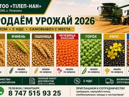Продаем урожай 2026г овес, ячмень, пшеница, чечевица красная, горох, лен, рапс