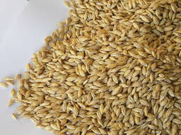 Продаем ЯЧМЕНЬ