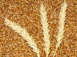 Продаем ячмень фураж и пшеницу 3 класса. СКО.