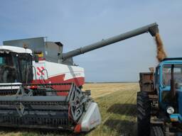 Действующее зерновое хозяйство СКО 15000га