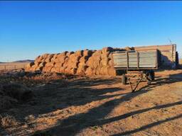 Продается действующее крестьянское хозяйство Герефорд. С сеном