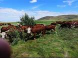 Продается действующее крестьянское хозяйство Герефорд. С сеном - фото 3