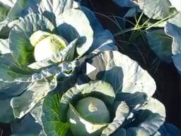 Продается капуста фараон