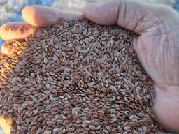 Продается лён масличный из Казахстана, Костанай