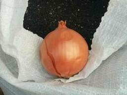 Продается семена лука сорт Берекет, Банко