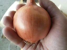 Продается семена лука сорт Берекет, Банко и Пандеро. 2020 год