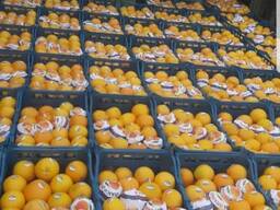 Продам апельсины