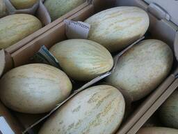 Продам арбуз и дыня Казахстан, Узбекистан, 2019