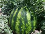 Продам арбуз и дыня Казахстан, Узбекистан, 2019 - фото 1