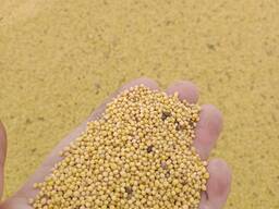 Продам белую горчицу