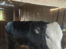 Продам бычков