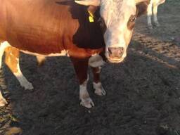 Продам быка