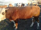 Продам быка - фото 3