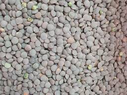 Продам чечевицу