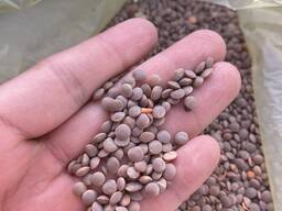 Продам чечевицу красную