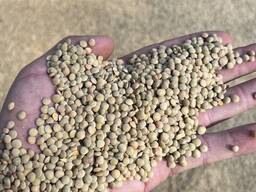 Продам чечевицу mercimek