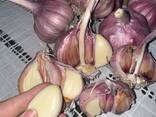 Продам чеснок фиолетовый отборный крупный - фото 2