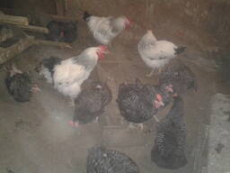 Продам цыплят Доминант.