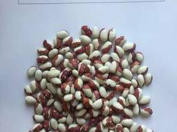 Продам фасоль всех видов.