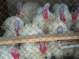 Продам индюков