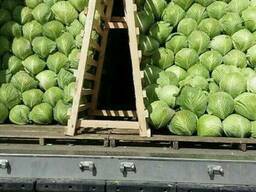 Продам капусту свежую, Узбекистан, 2017