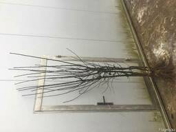 Продам карликовые плодовые деревья