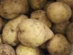 Продам картофе