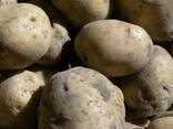 Продам картофе - фото 1