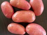 Продам картофель - фото 2