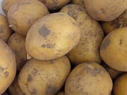 Продам картофель
