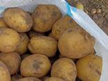 Продам картофель - photo 1