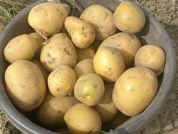 Продам оптом картофель Гала