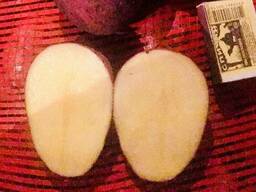 Продам Картофель Оптом