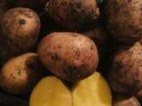 Продам Картофель Оптом - фото 1