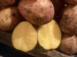 Продам Картофель Оптом - фото 3