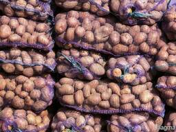 Продам картофель оптом, сорт (Гала) свежего урожая, Павлодар