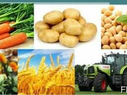 Продам Картофель сорта: Гала, Розара, Артемис, Аладин