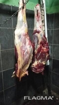 Продам конину: целиком или частями