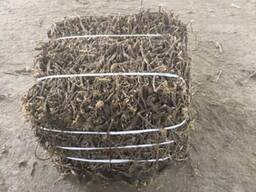 Продам корень солодки оптом